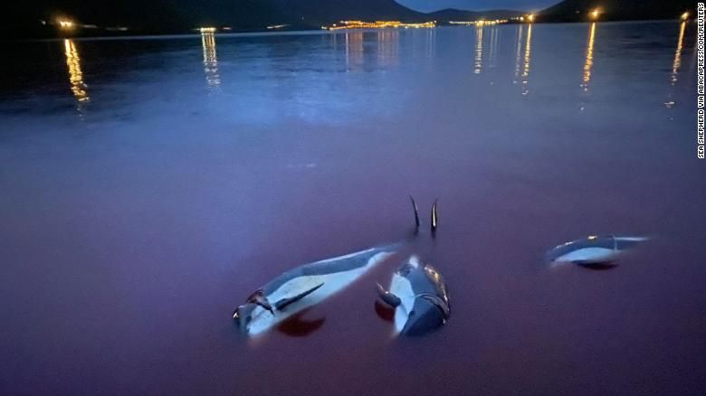 На Фарерських островах дозволили вполювати 500 дельфінів