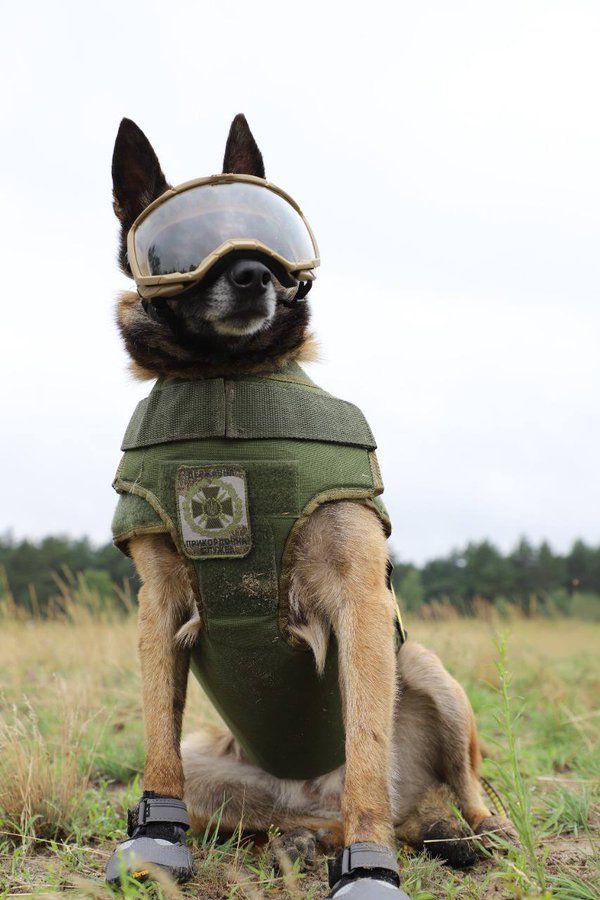 У такій амуніції працювати службовим собакам в умовах війни буде безпечно