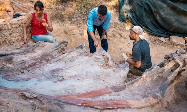 Дослідники розкопують скам’янілі ребра завропода на палеонтологічному місці Монте-Агудо в Помбалі, Португалія.