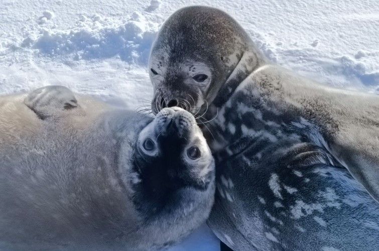 На станції «Академік Вернадський» підросли тюленята Мирко та Мрія, фото