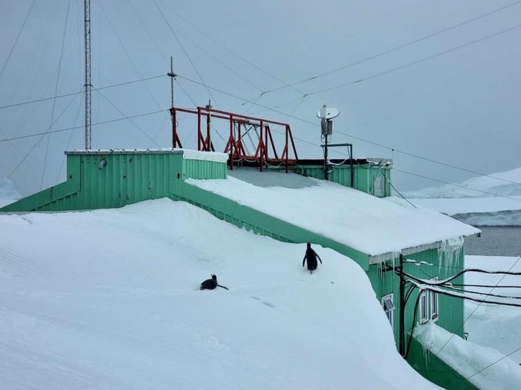 Антарктичну станцію «Академік Вернадський» замело снігом, пінгвіни ходять по даху
