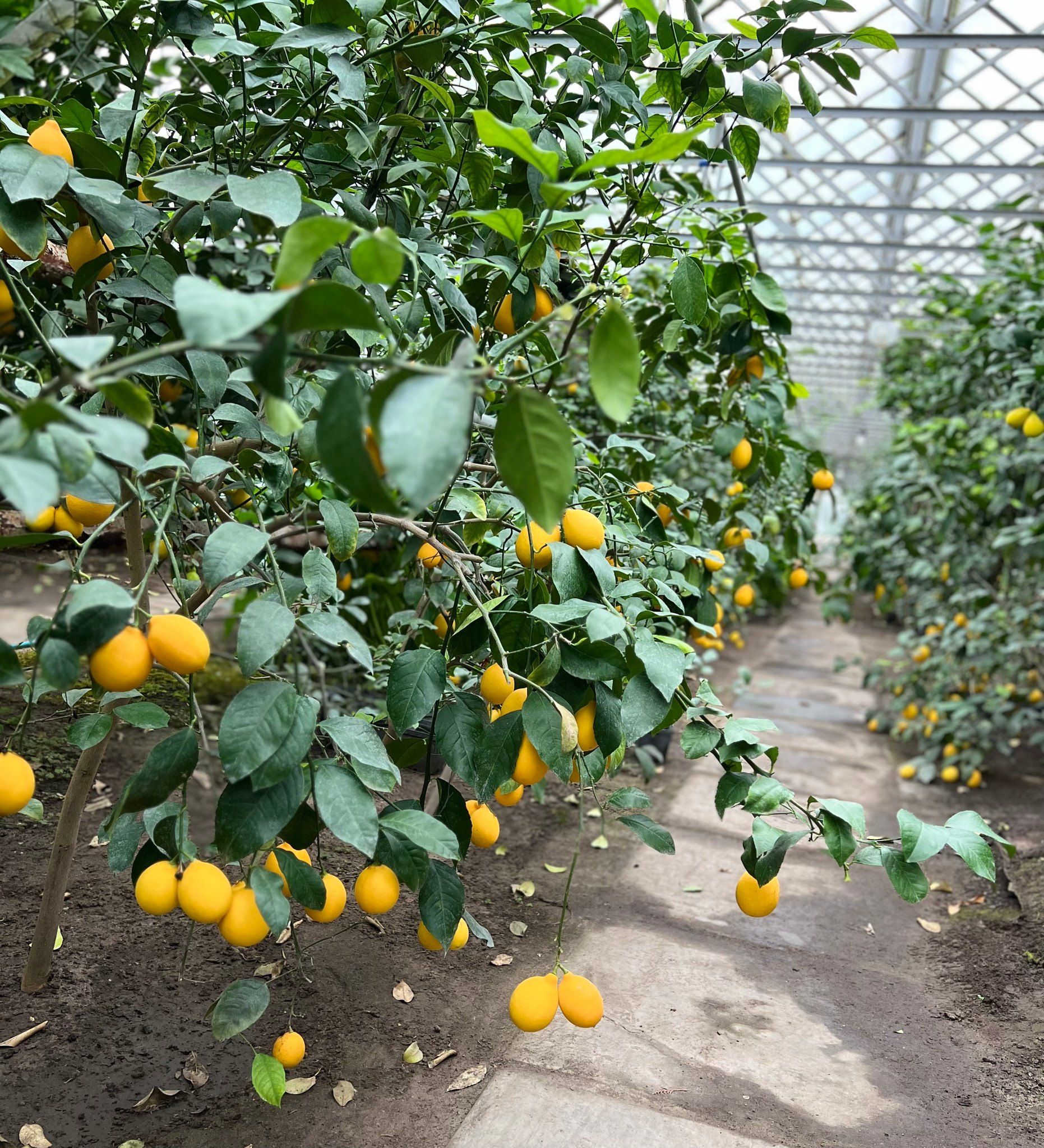 Свої солодкі тропіки: у Корсунському лісництві вирощують лимони Мейєра, мандарини та помело