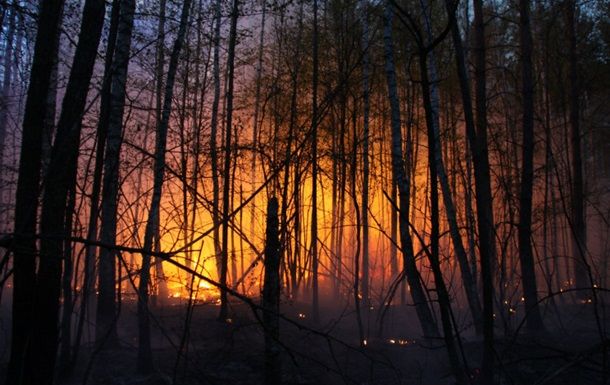 В Україні ракетами і снарядами випалено 60 га лісів