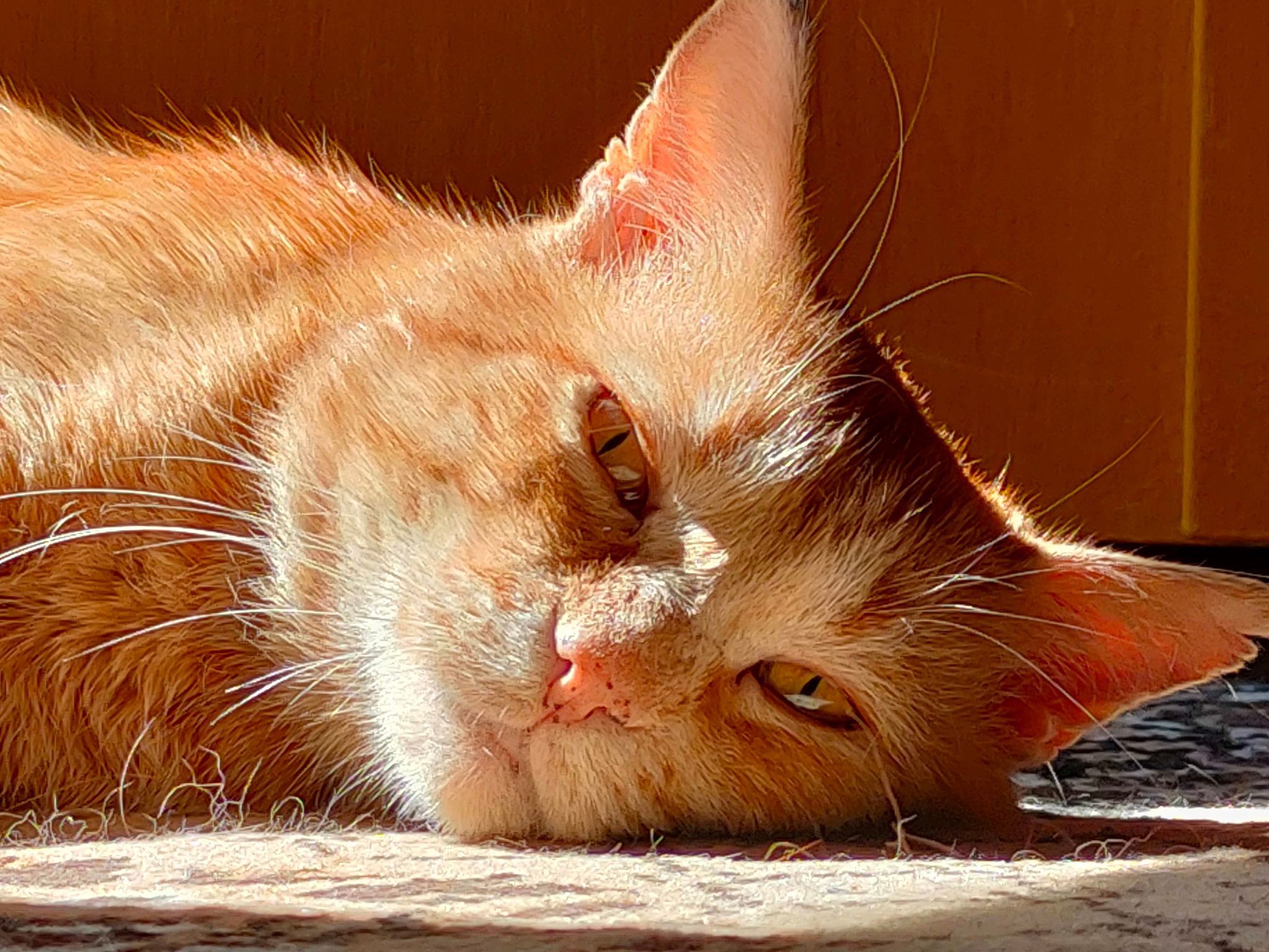 Котячі історії: як небайдужі рятують кинутих байдужими напризволяще «пухнастиків»
