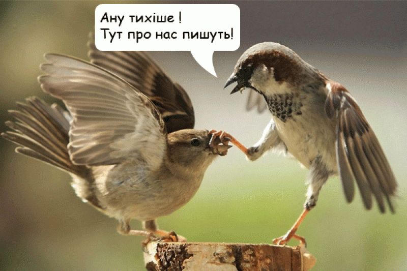 Птахи можуть розлучитися через сексуальну нерозбірливість або довге перебування окремо.