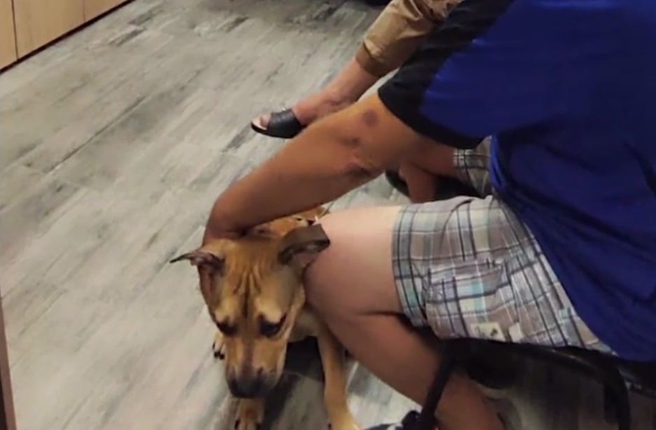На Київщині поліцейські врятували собаку Герду, яку господарі тримали на балконі у спеку