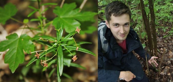 Вона ще мамонтів бачила: на Київщині знайшли найдавнішу рослину-релікт