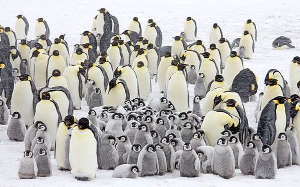 В Антарктиді внаслідок глобального потепління загинули тисячі пташенят імператорських пінгвінів .