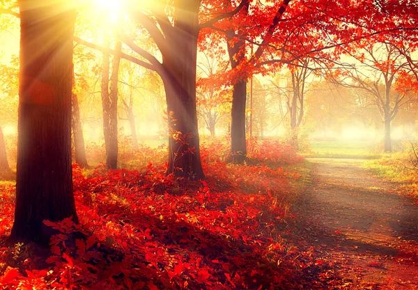Психологи кажуть: почуття, які часто виникають восени, походять від різкого сезонного зрушенння та тривоги