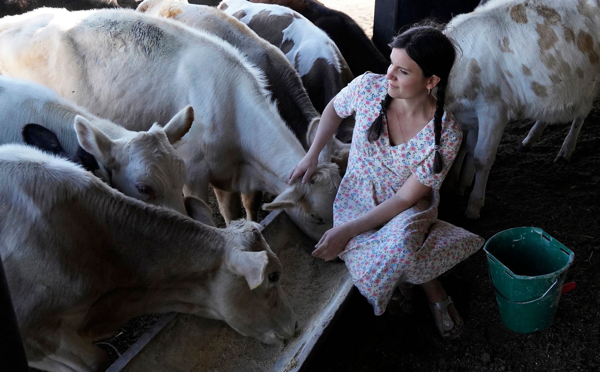 Починали з чотирьох: як міське подружжя почало розводити у селі корів