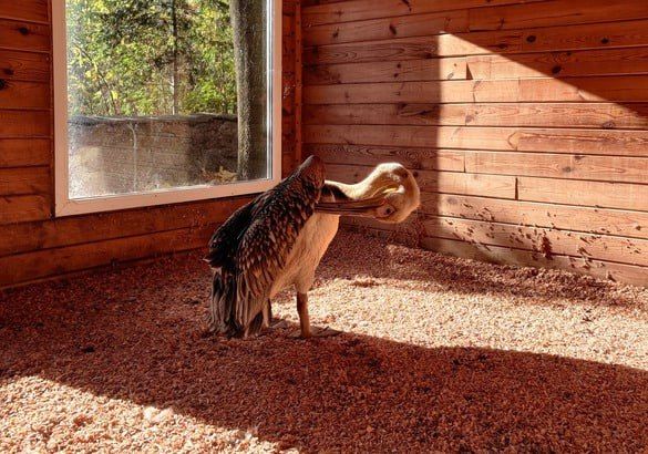 До Черкаського зоопарку небайдужі принесли пелікана, якого дезорієнтувала війна