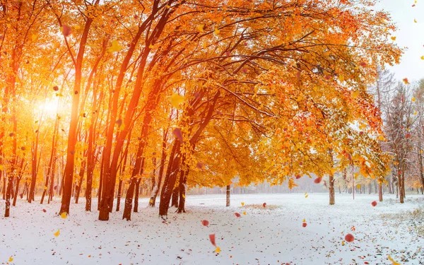 Як завершиться осінь та з якою температурою зустрінемо грудень — прогноз синоптиків