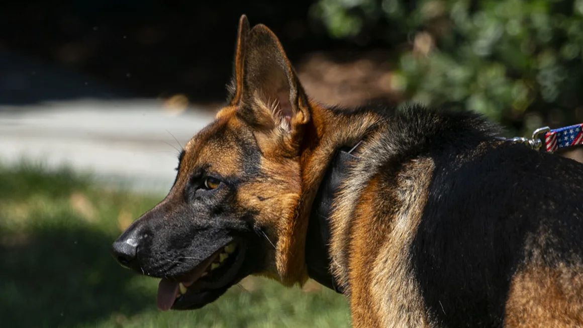 За даними записів, собака Байденса нНімецька вівчарка "Командор" покусав співробітників Секретної служби щонайменше в 24 випадках