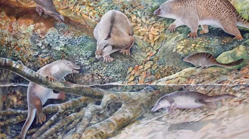 Єхиднап, внизу ліворуч, є одним із шести однопрохідних видів, виявлених на опалових полях Лайтнінг-Рідж.