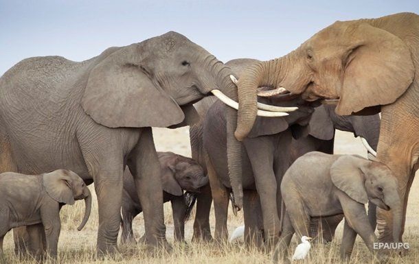 Дослідження показало, що слони називають один одного по імені.