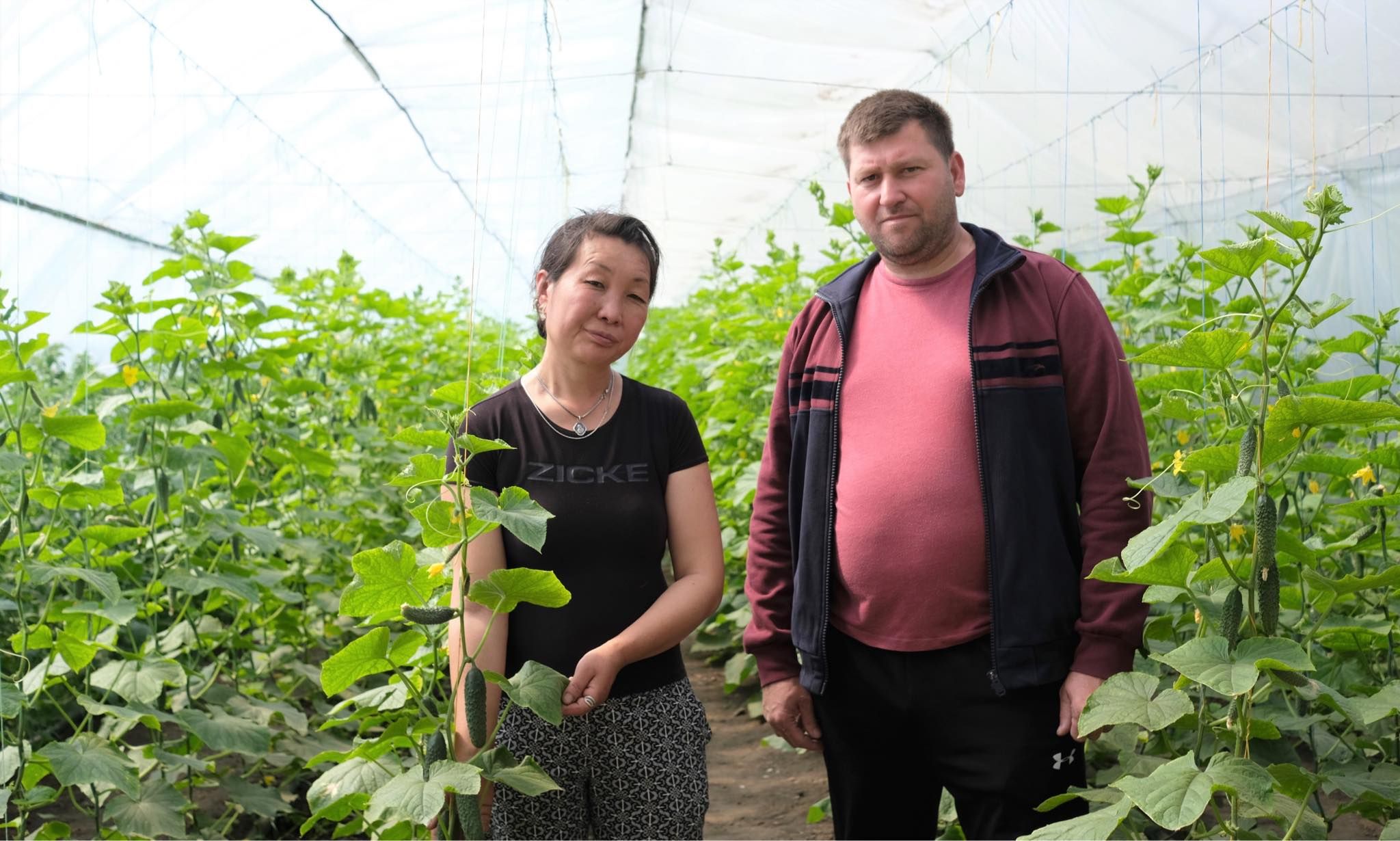 За словами директора комунального підприємства «Опішня-Агро»  Нарімана Ібрагімова і Тетяни Тен, тепличні огірки вирощувати дуже вигідно.