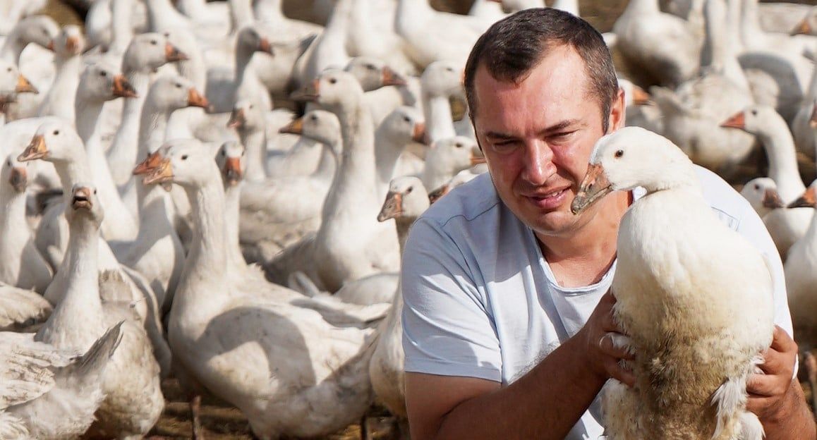 Один сірий, другий білий: ветеран російсько-української війни створив одну з найбільших гусячих ферм в Україні