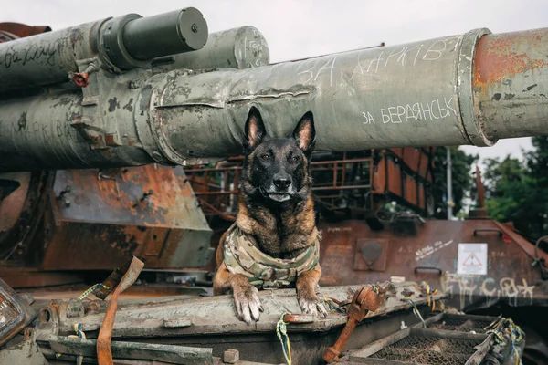 Реалії війни - чимало наших братів менших зараз прибиваються до бійців і несуть з ними службу на передку.