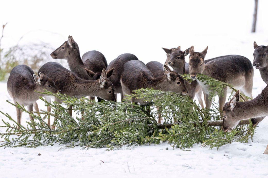 Олені плямисті (Seka deer) ласують ялинкою в австрійському зоопарку.