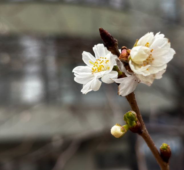 Глобальне потепління: у Києві аномально квітнуть сакури, а картопля може опинитися під загрозою