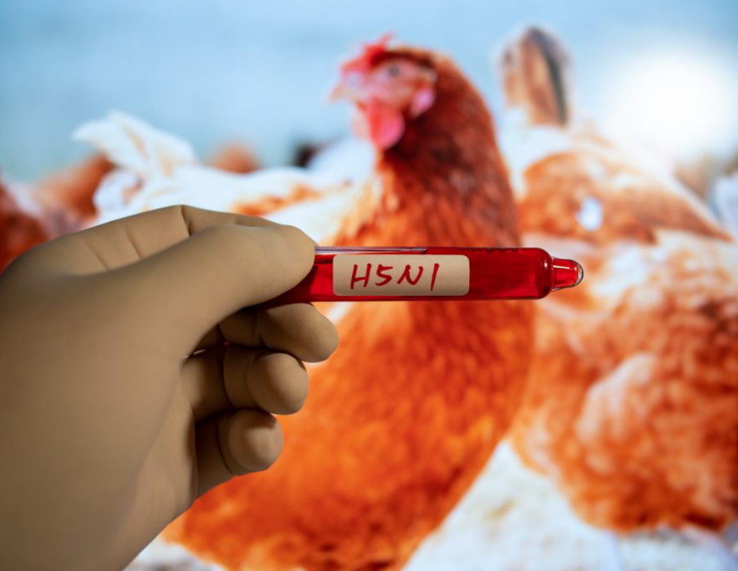 Удар по яйцях. Як нестача важливого продукту змусила американців переглянути свої переконання