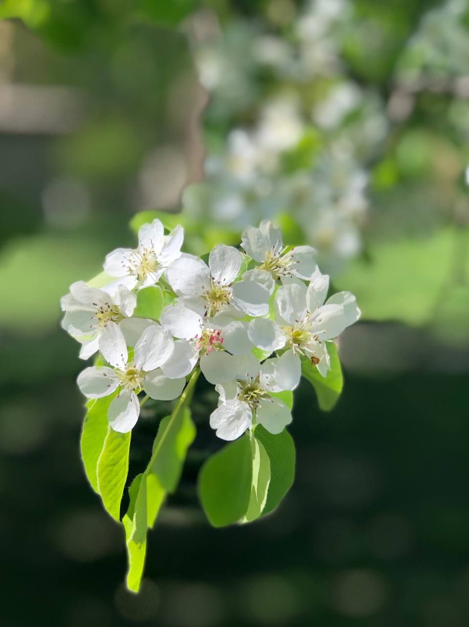 Заморожені абрикоси. Як примхи весняної погоди впливають на фруктові дерева