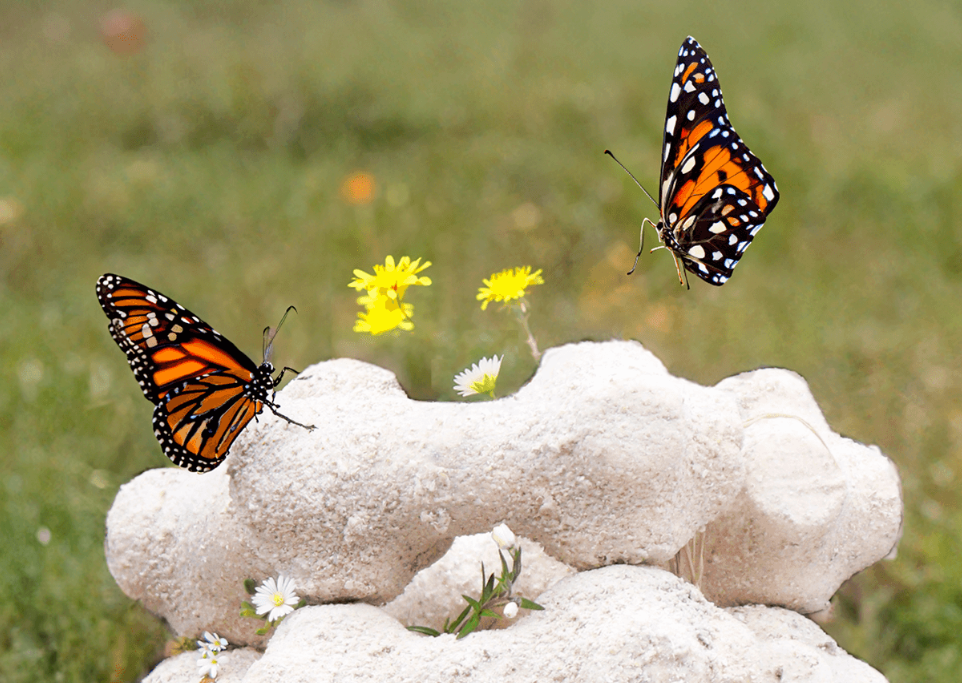 Дім для метелика: як дизайнери допомагають зберегти природу в мегаполісі