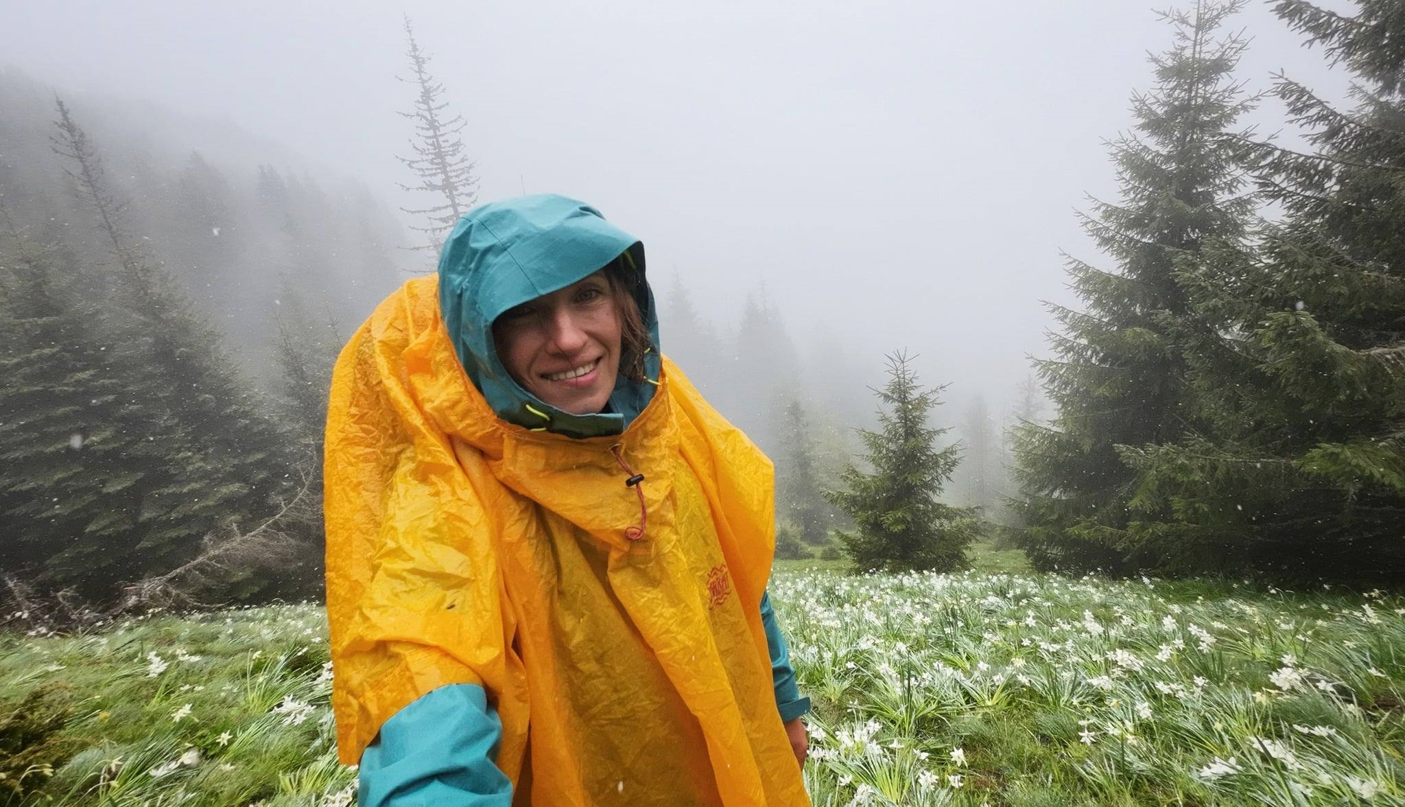 У Карпатах розквітла найбільша в Європі долина диких нарцисів, які одразу ж припорошив сніг