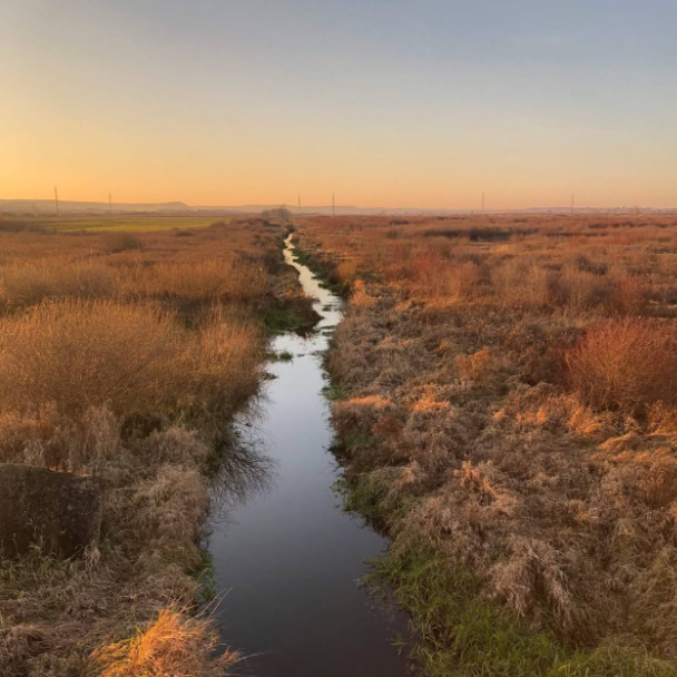 Болотяний рай. На заході України створять унікальний ландшафтний заказник
