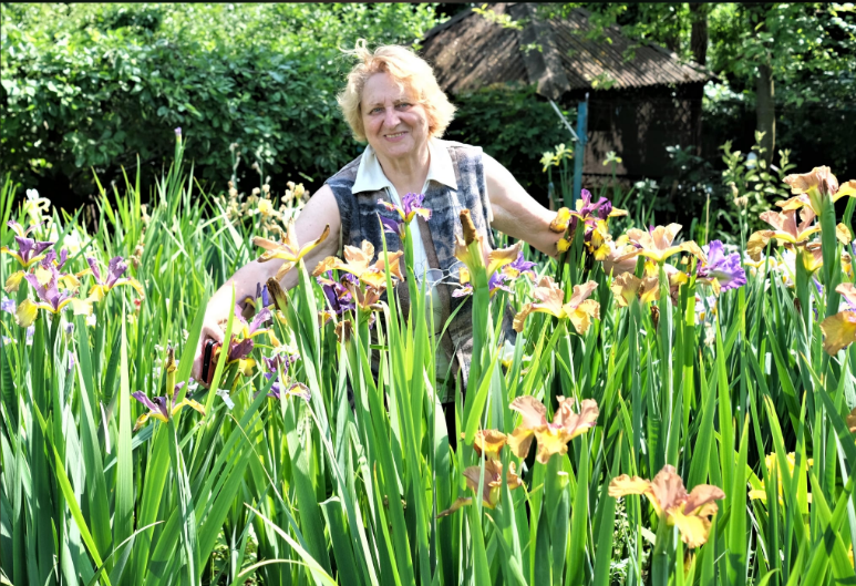 Відома селекціонерка Алла Черногуз переконана: українські сорти ірисів не гірші, а часом і кращі за закордонні