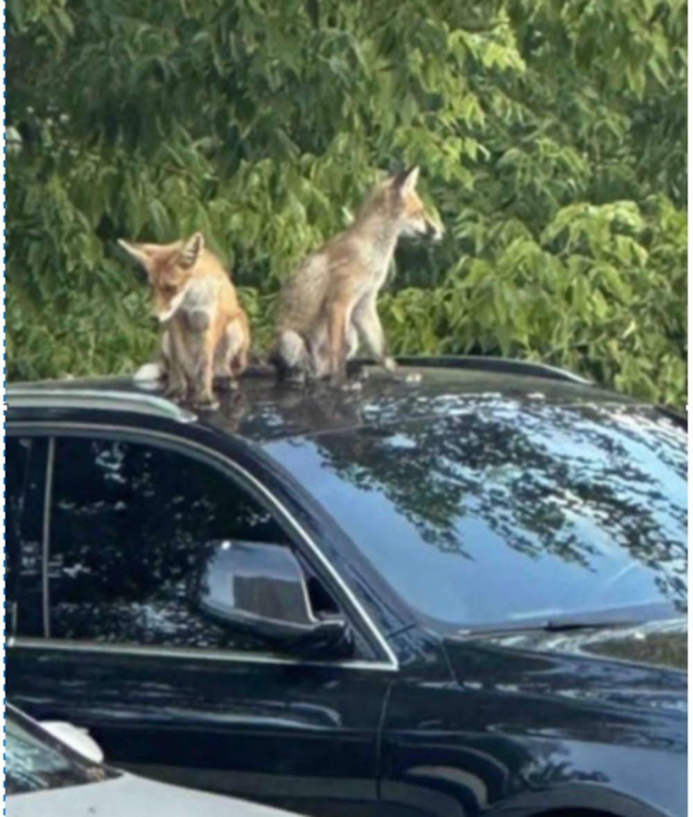 Лисиці завітали в Київ: чи варто брати під опіку диких тварин на вулицях мегаполісу?