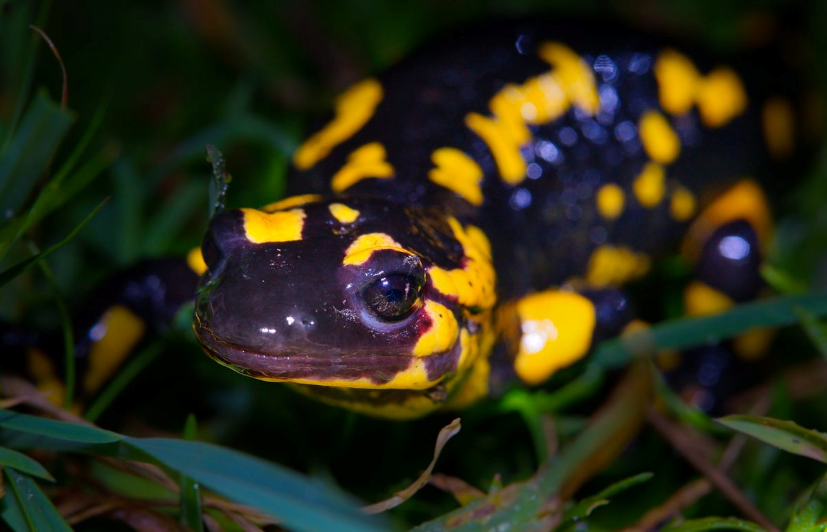 Саламандра плямиста: шлях додому та правда про «вогняну отруту»