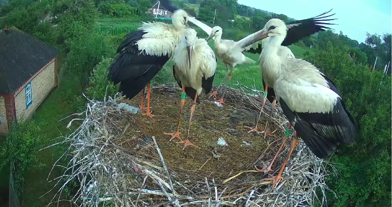 Як птахи учаться літати: лелеченята зіркової пари Грицика та Одарки стали на крило, бо батьки припинили їх годувати