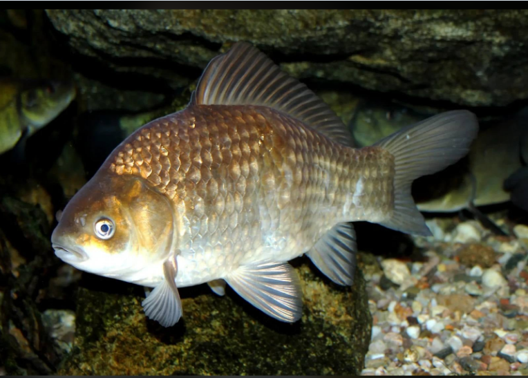 У мулі він ховається, у сметані смажиться. Чому масово зникає золотий карась?