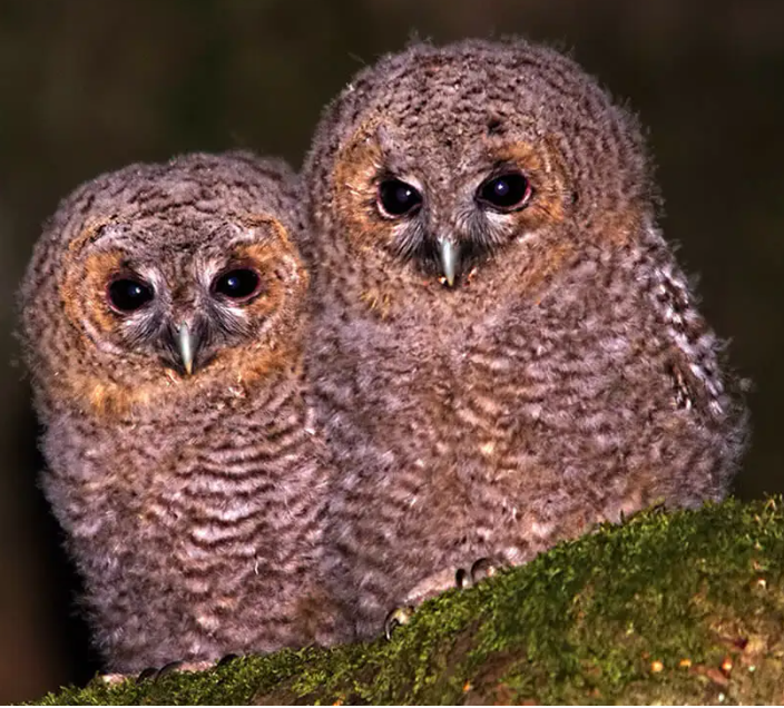 Совеня на землі: рятувати чи не займати?