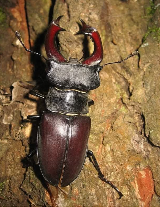 Пустіть у бліндаж «переночувати». Як війна впливає на жуків-оленів