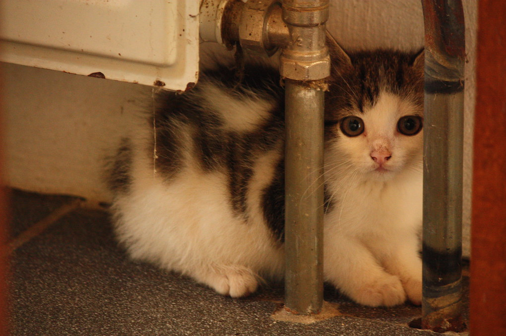 Паніка чотирилапих. Що робити, якщо тварина боїться обстрілів