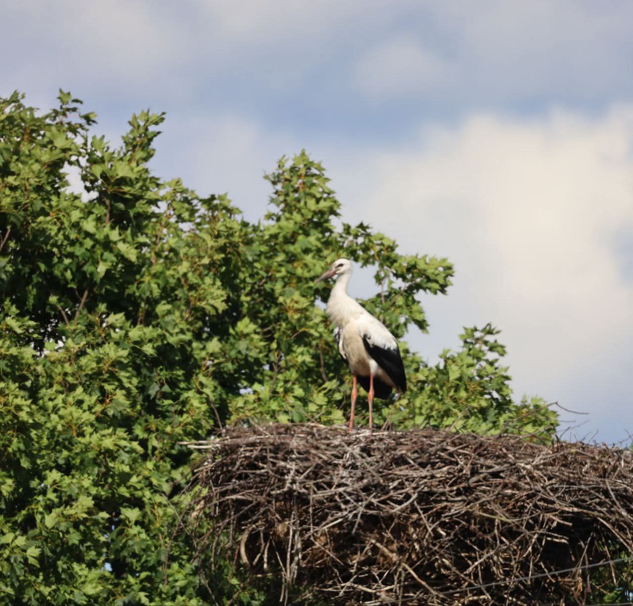 «Бездітні» чорногузи. Рівненські орнітологи пов’язують низький приплід у білих лелек з холодною весною