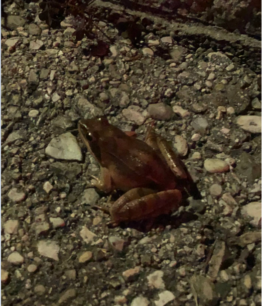 Дикі «пішоходи». Як уникнути зіткнення з тваринами