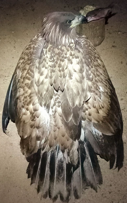 Врятовані небайдужістю. Іноді люди неочікувано стають «ДСНС-никами» для тварин і птахів