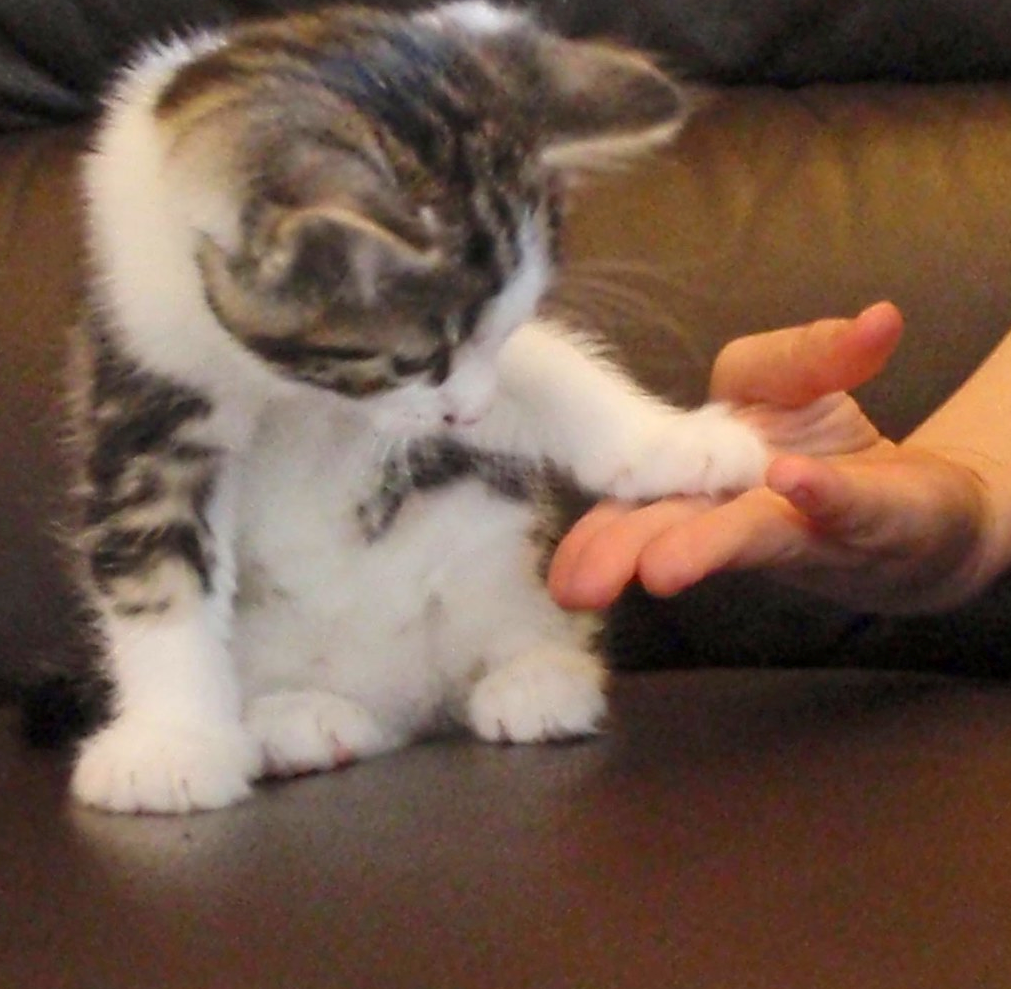 Скоро ШІ перекладатиме мову тварин. Та чи не нашкодить це їм?