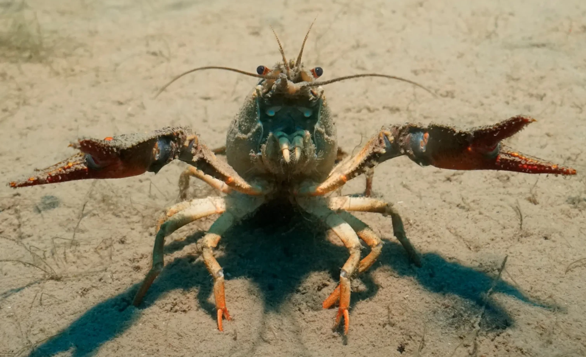 Там, де брід, де очерет ходить задом наперед. Показати, де раки зимують?