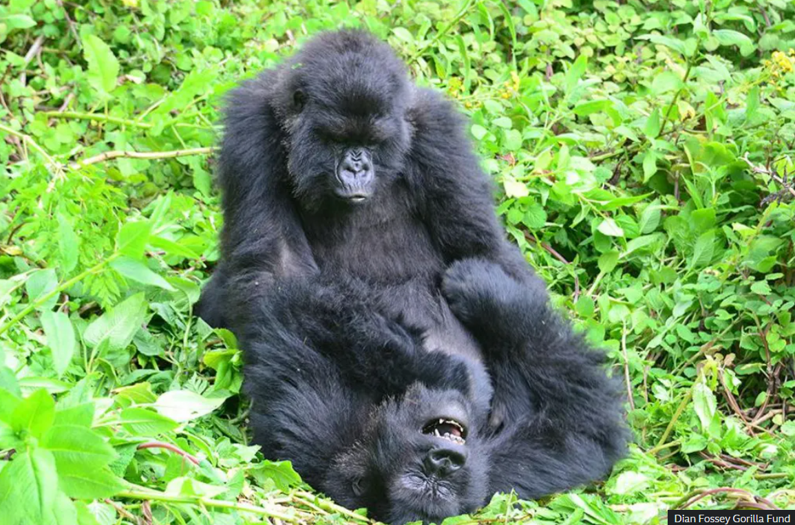 Дружба крізь роки: самки горил тяжіють до старих подруг