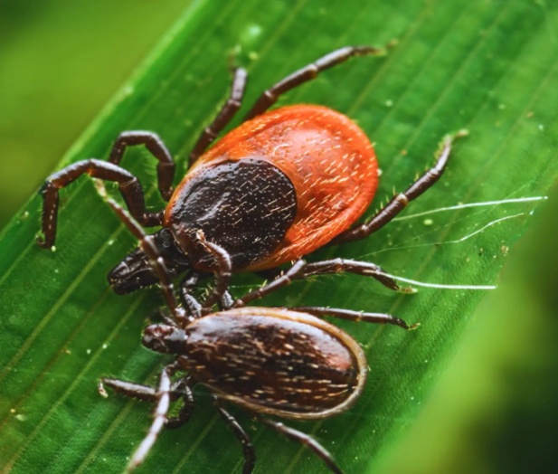 Паразити-гурмани: в лабораторії кліщі обирають певну кров, та на природі вкусити можуть кожного