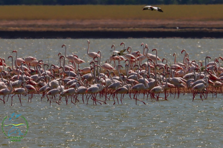 Як сонце ховалось у скриню, фламінго проміння зібрав. Складне життя екзотичних птахів в Україні під час війни