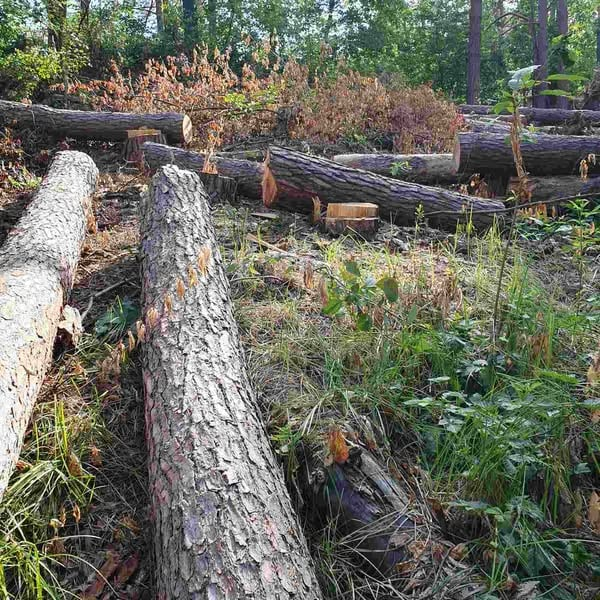 Похорон Смарагдової мережі. Скандал навколо будівництва Національного військового меморіального кладовища дійшов до ЄС