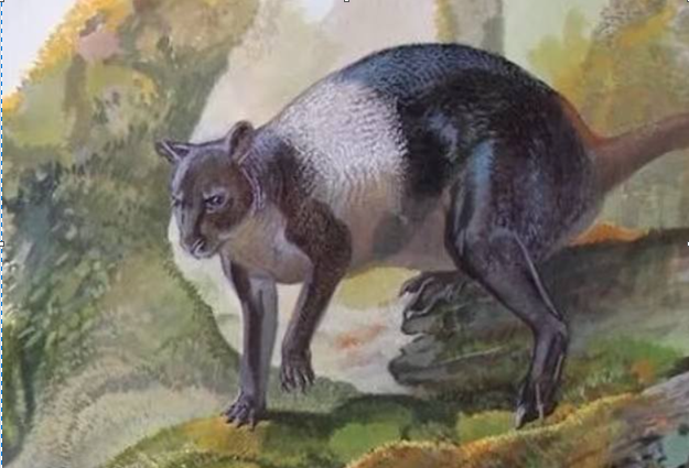 Сумка спереду висить, в ній дитя мале сидить, або Кенгуродичі: близькі та не дуже