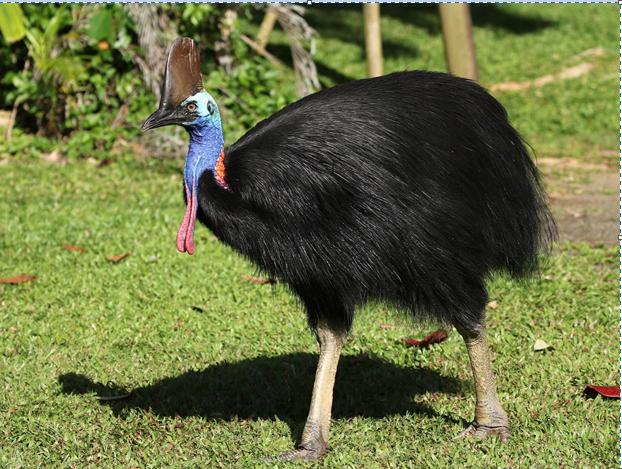 Нівроку виріс на «фруктовій дієті». Казуар — австралійський пернатий велетень