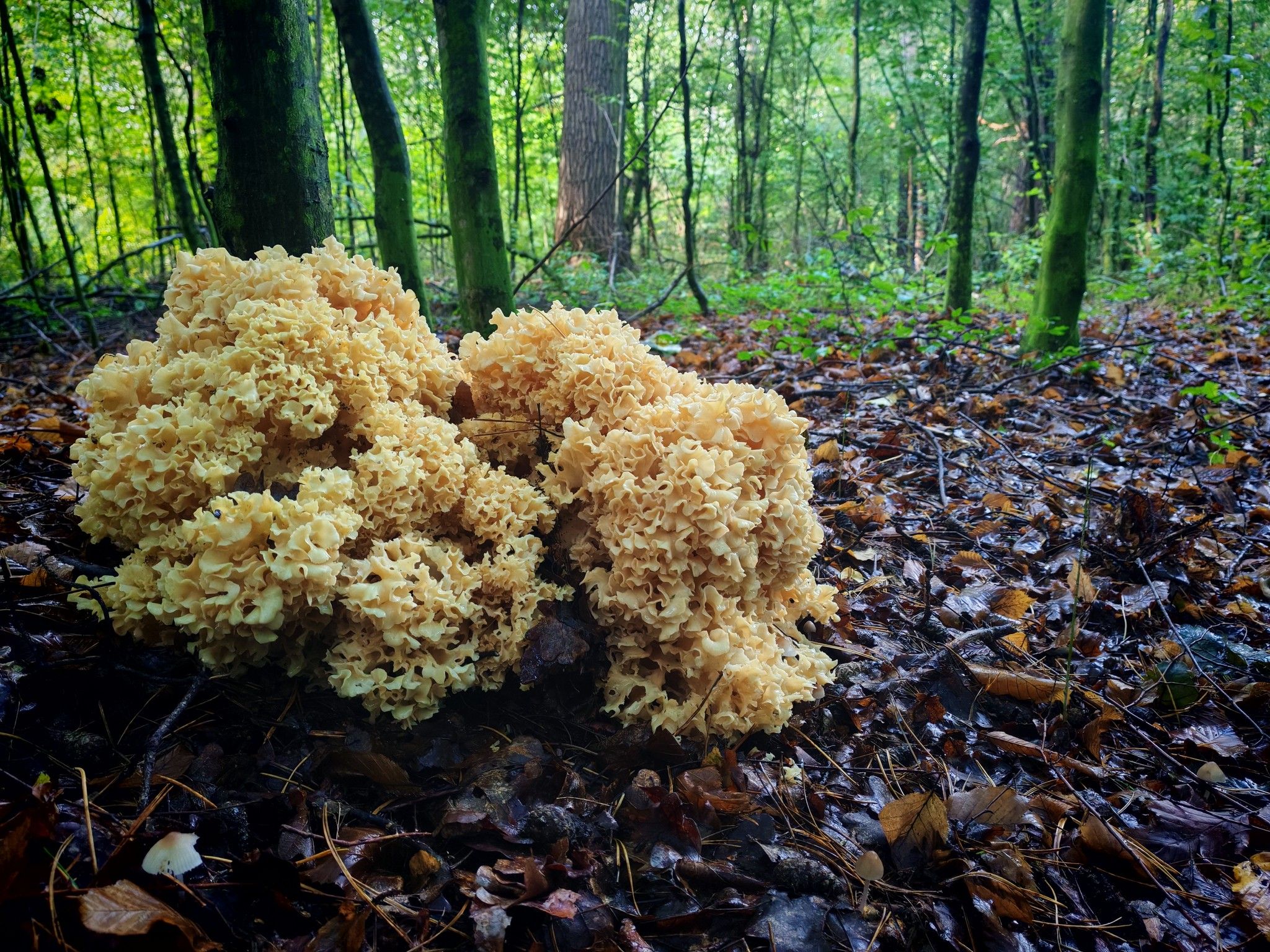 Листочня кучерява (природа здатна дивувати навіть тих, хто бачить ліс щодня).