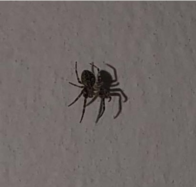 Хатні «спайдермени». Міфи і факти про павуків